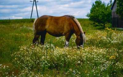 Wiele - Obóz konny Junior OKW Beaver, 10 dni 10-14 lat